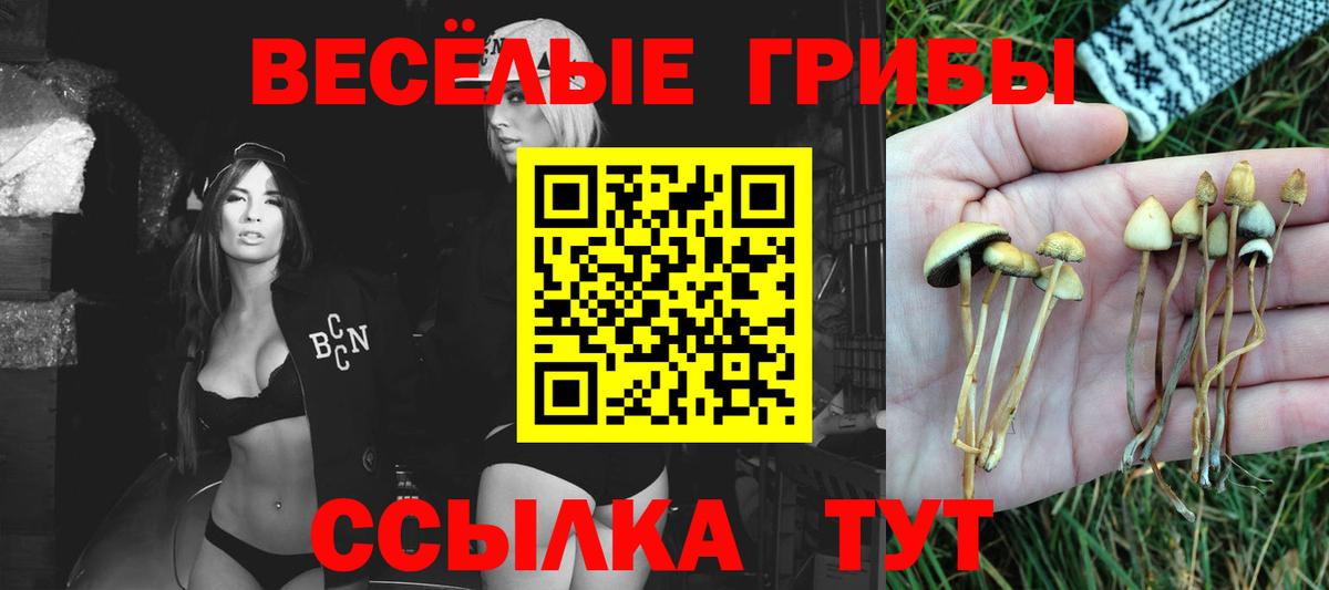 Галлюциногенные грибы Psilocybe Конаково